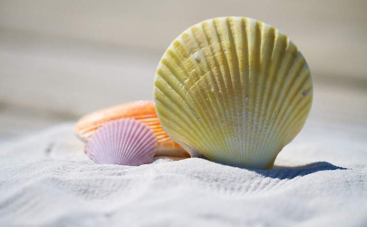 seashells conchas do mar coloridas colorful